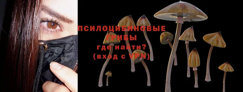 купить  сайты  Камышлов  Псилоцибиновые грибы Cubensis 